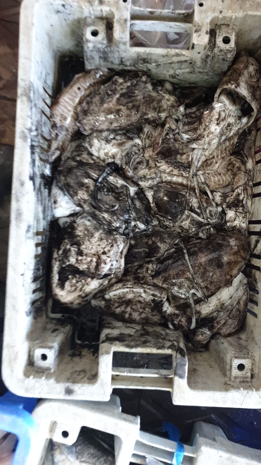 WhatsApp Image 2020-01-30 at 10.32.44 AM.jpeg.jpeg